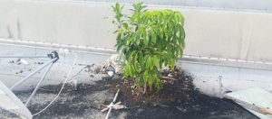 plant-growth-commercial-roof-repairs-fort-lauderdale